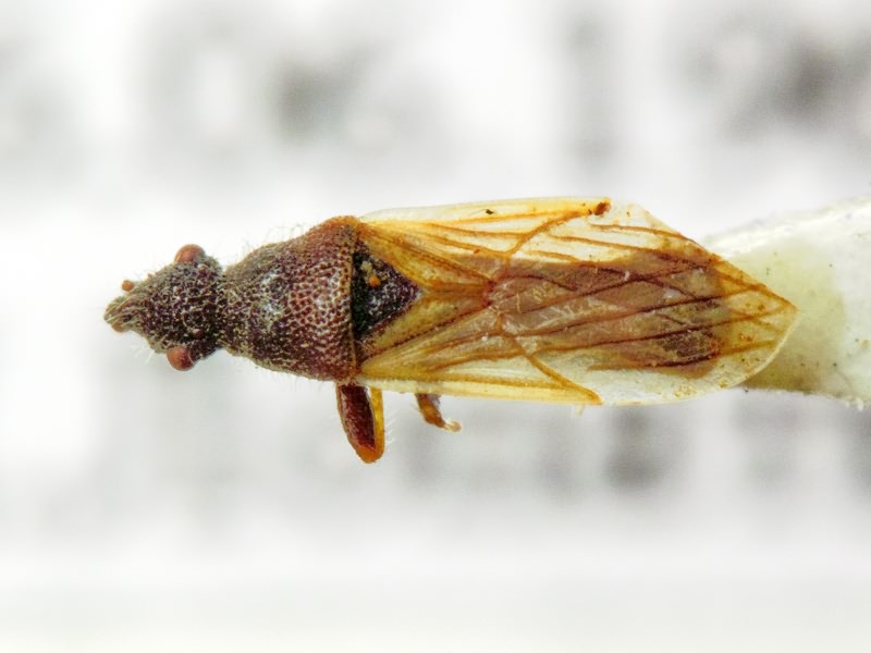 Microplax interrupta (Fieber, 1837)
